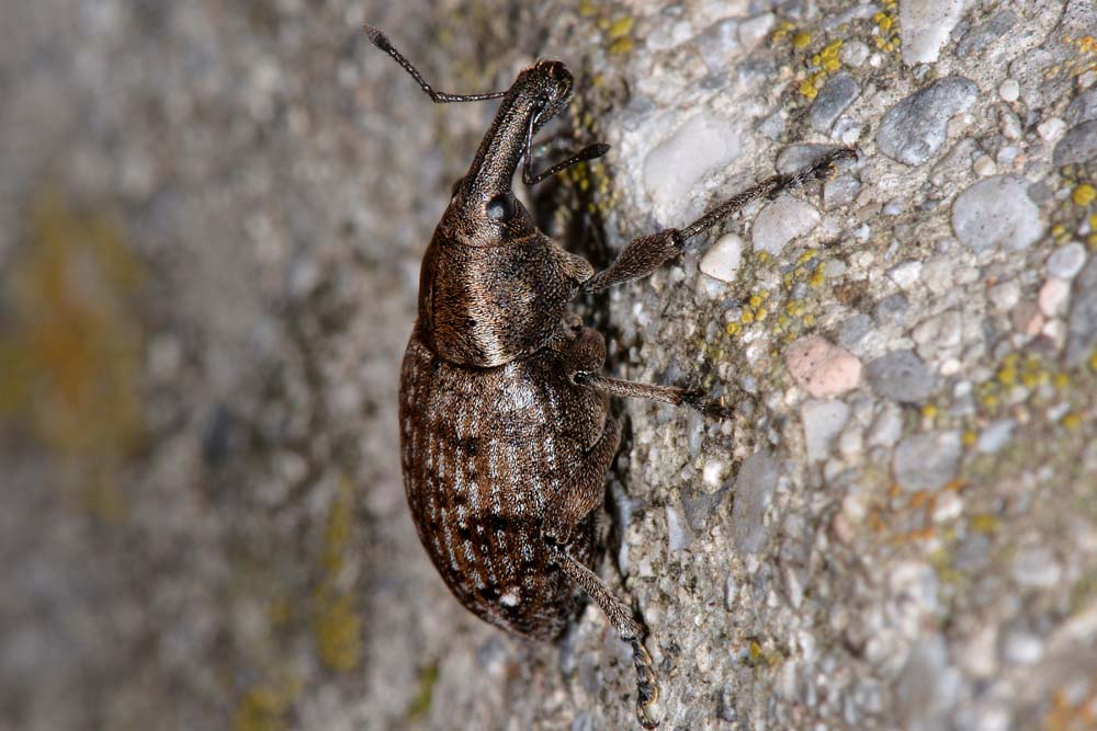 Curculionidae:  Lepyrus capucinus